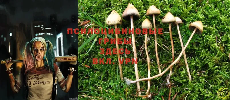 Галлюциногенные грибы Psilocybe  Руза 